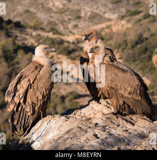 Groupe de vautours eurasien (Gyps fulvus) est assis sur un rocher/boulder haut dans les pyrénées en espagne. Banque D'Images