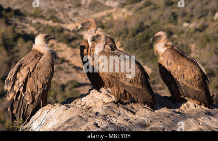 Groupe de vautours eurasien (Gyps fulvus) est assis sur un rocher/boulder haut dans les pyrénées en espagne. Banque D'Images