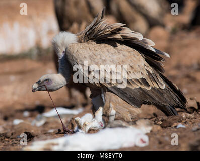 Eurasian vautour fauve (Gyps fulvus) nourrir avec du sang sur la tête Pyrénées Espagne Banque D'Images