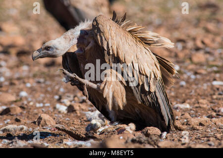 Eurasian vautour fauve (Gyps fulvus) nourrir avec du sang sur la tête Pyrénées Espagne Banque D'Images