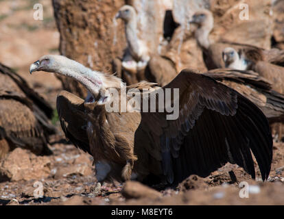 Eurasian vautour fauve (Gyps fulvus) nourrir avec du sang sur la tête Pyrénées Espagne Banque D'Images