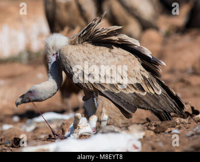 Eurasian vautour fauve (Gyps fulvus) nourrir avec du sang sur la tête Pyrénées Espagne Banque D'Images