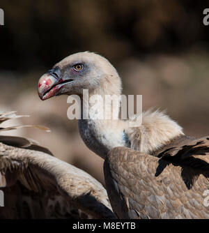 Eurasian vautour fauve (Gyps fulvus) nourrir avec du sang sur la tête Pyrénées Espagne Banque D'Images