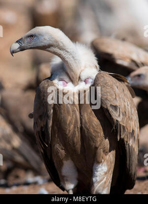 Eurasian vautour fauve (Gyps fulvus) nourrir avec du sang sur la tête Pyrénées Espagne Banque D'Images