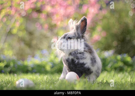 Lapin de Pâques avec les oeufs de pâques Banque D'Images