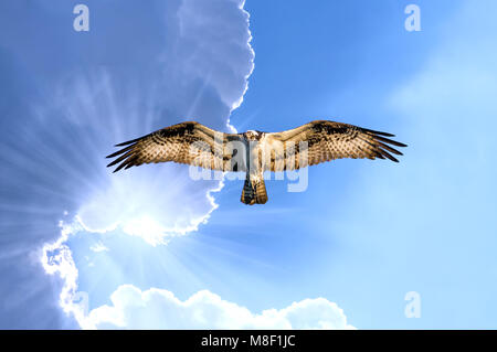 Osprey planeur avec les nuages avec du soleil sous son aile Banque D'Images