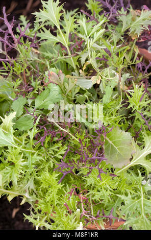 Mélanger les feuilles de salade à froufrous croissant dans un récipient. Banque D'Images