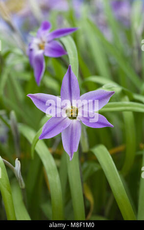 Ipheion uniflorum n 'Froyle Mill' fleur, Banque D'Images