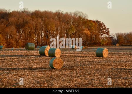 Les grosses balles rondes de tiges de maïs, sur les champs de chaume de maïs, au coucher du soleil doré dans la campagne en dehors de Monroe, Wisconsin, États-Unis Banque D'Images