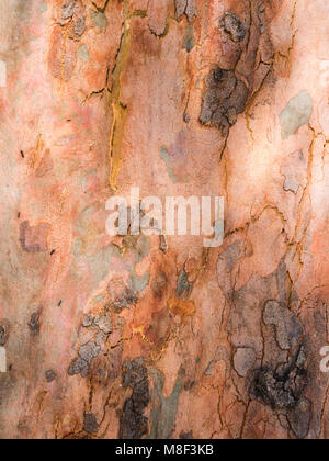 L'Australie, Nouvelle Galles du Sud, les Montagnes Bleues, à écorce lisse (apple tree Angophora costata) écorce Banque D'Images