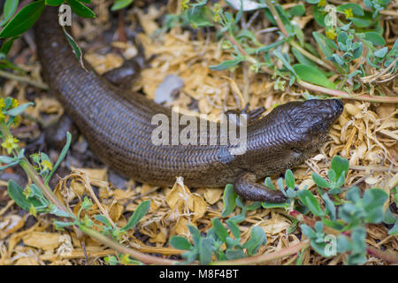 King's Skink (Egernia kingii) Penguin Island, îles de Shoalwater Marine Park, Australie occidentale Banque D'Images