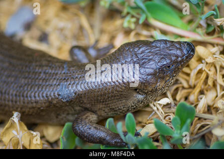 King's Skink (Egernia kingii) Penguin Island, îles de Shoalwater Marine Park, Australie occidentale Banque D'Images