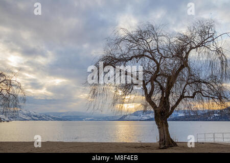 Les feuilles d'arbre à feuilles caduques sans silhouetted against lake et le coucher du soleil Banque D'Images