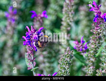 Abeille pollinise blossom Banque D'Images