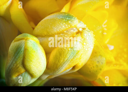 Rosée de fleurs de freesia jaune. Close up scène naturelles. Beauté photo filtre. Banque D'Images