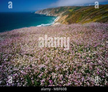 Le radis sauvage, Tomales Point, Point Reyes National Seashore, comté de Marin, en Californie Banque D'Images