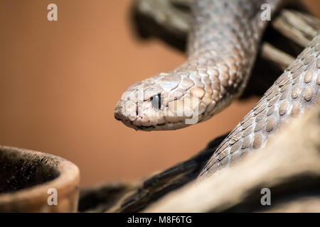 Portrait, Taipan (Oxyuranus), l'un des plus venimeux et mortels serpents dans le monde Banque D'Images