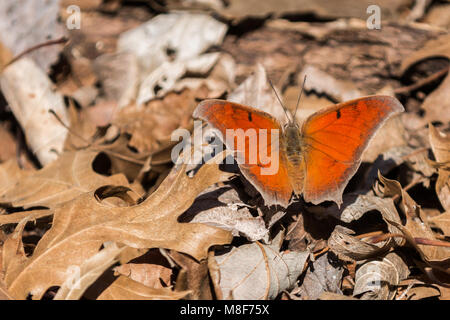 Papillon sur les feuilles Marron Orange Banque D'Images