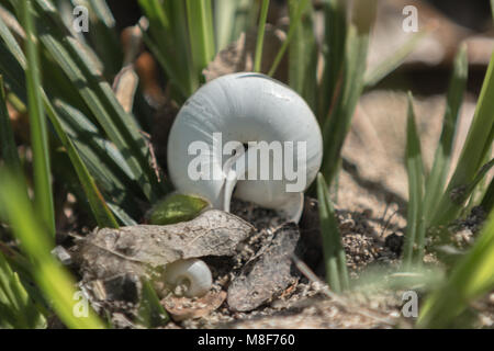 Snail in Green grass Banque D'Images