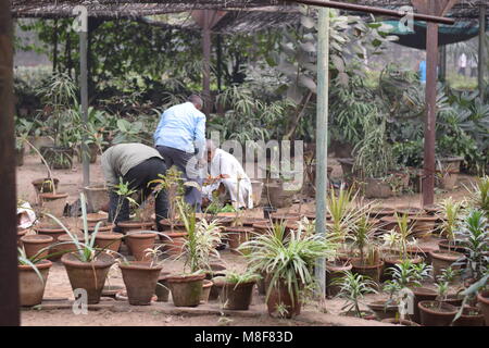 Les hommes indiens travaillant à pépinière Banque D'Images
