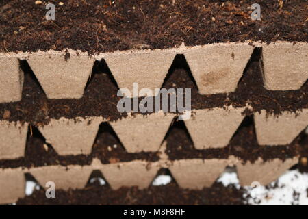 Les semis dans des pots de tourbe, l'ensemencement de plantes.Baby trou noir plateaux pour semis agricoles.Les semailles de printemps. , Des plantules cultivées à partir de graines dans des boîtes à la maison au bord de la fenêtre Banque D'Images