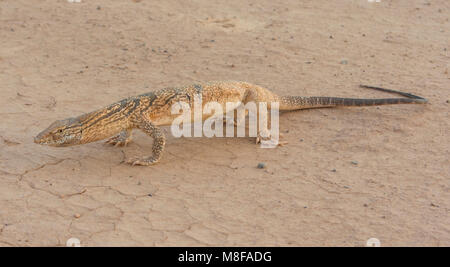 Désert rares Varan (Varanus griseus griseus) dans le désert marocain de l'Afrique du Nord. Banque D'Images