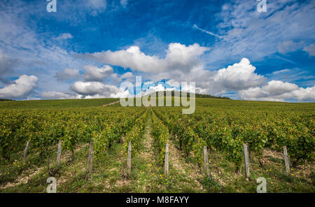 Le vignoble de Chablis Grand Cru, Bourgogne, France Banque D'Images