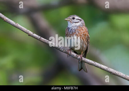 X Witkopgors Geelgors ; Pine Bunting x Yellowhammer ; Banque D'Images