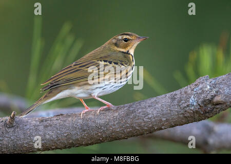 Boompieper Siberische Pipit à dos olive ; Banque D'Images