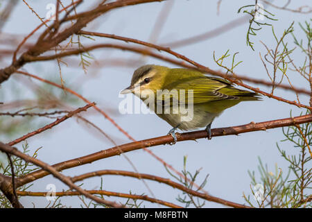 Roodoogvireo, Viréo aux yeux rouges Banque D'Images