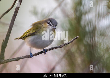 Roodoogvireo, Viréo aux yeux rouges Banque D'Images