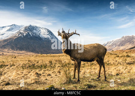 Red Stag deer Glen Etive, Glencoe, Highlands, Ecosse, Royaume-Uni, Europe Banque D'Images