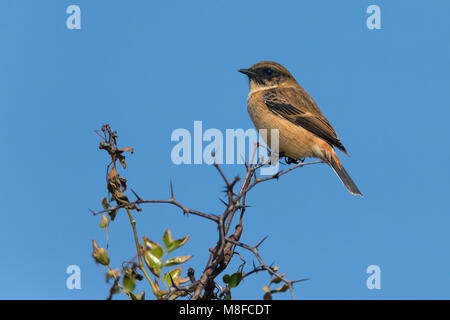 Mannetje Stejnegers Roodborsttapuit, homme de Stonechat Stejneger Banque D'Images