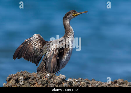 Kuifaalscholver ; European Shag Banque D'Images