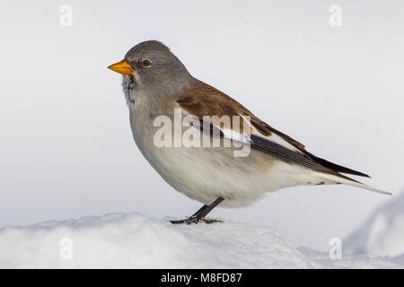 Sneeuwvink ; Snowfinch Montifringilla nivalis ; Banque D'Images