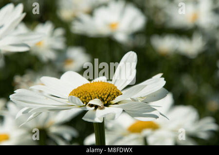 Marguerites Oxeye close up. Banque D'Images
