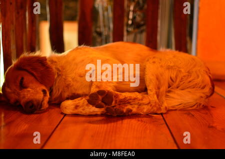 Setter anglais obtenir une bonne sieste à la maison. Chiens animaux Espagne 21 octobre 2017. Ségovie Castilla Leon Espagne. Banque D'Images