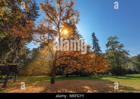 Les arbres du parc pendant la saison d'automne. L'image du groupe d'arbres prises tôt le matin, ciel bleu sur l'arrière-plan. Banque D'Images