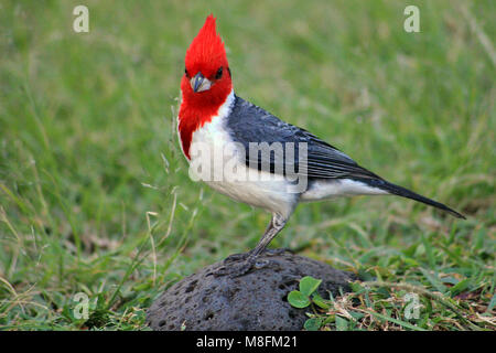 Le Cardinal à huppe rouge (Paroaria coronata) assis sur un morceau de roche volcanique sur la route de Hana sur l'Hawai'ian île de Maui. Banque D'Images