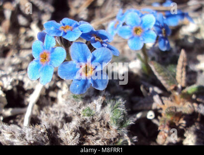 Arctic Alpine forget-me-not .Arctic Alpine forget-me-not (Eritrichium nanum), est une fleur qui fleurit au début du printemps. N'oubliez pas de regarder vers le bas et regardez les petits détails. La photo de la forget-me-nots est plus grand que le Myosotis J'ai vu hier ! Banque D'Images