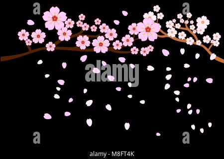 La pleine floraison fleurs de cerisier et de pétales de soufflage/battant isolé sur fond noir. Illustration vectorielle, EPS10. Illustration de Vecteur