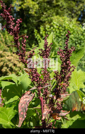 Orach Atriplex hortensis (rouge) croissant dans un jardin. Banque D'Images