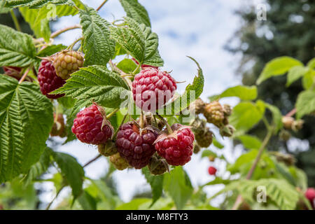 Bellevue, Washington, USA. Framboises sur la vigne à différents stades de maturité. Banque D'Images