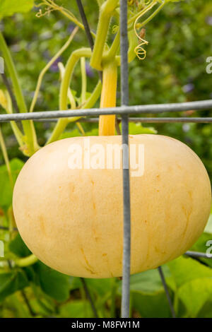 Galeux D'eysines heirloom courges d'hiver sur la vigne à l'aide d'une cage pour soutenir Banque D'Images