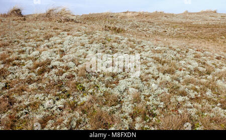 Vue de dunes à lichens gris caractéristique en deçà de dunes secondaires à Winterton-sur-Mer, Norfolk, Angleterre, Royaume-Uni, Europe.. Banque D'Images