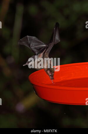 Geoffroy's bat sans queue (Anoura geoffroyi) alimentation de mangeoire pour les adultes, avec du pollen sur la tête de l'Équateur, Tapichalaca Février Banque D'Images