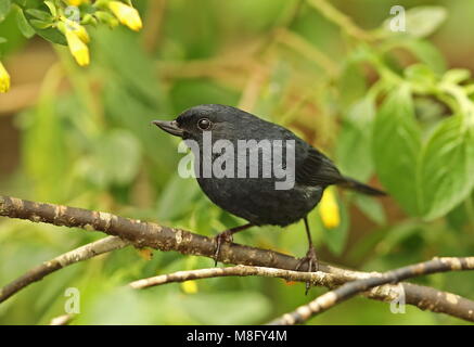 Récent à flancs blancs (Momotus albilatera albilatera) mâle adulte, perché sur twig Vinicio Observateur's House, Route Nono-Mindo, Equateur Banque D'Images