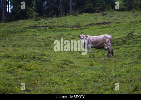 Vache dans le pré dans la brume sur l'herbe couverte de rosée Banque D'Images