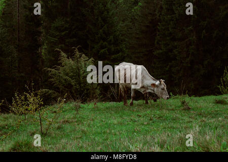 Vache dans le pré dans la brume sur l'herbe couverte de rosée Banque D'Images