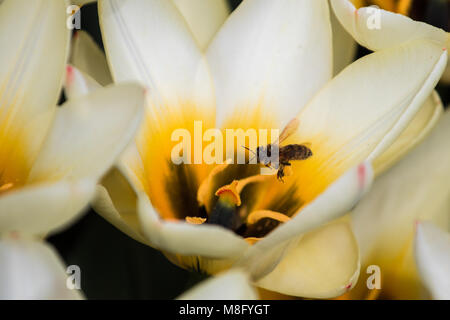 Lady Tulip, Candy stripe-tulipe, Tulipa Lady Jane avec Damen-Tulpe bee 'Peppermint Stick' mit Biene Banque D'Images